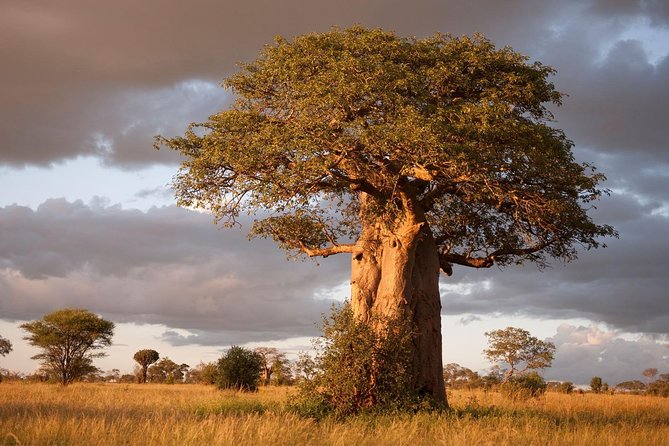 4 Day: Astonishing Group Safari - Meals and camp rhythm: when food is part of the safari