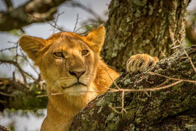 4 Day: Astonishing Group Safari - Day 1: Lake Manyara or Tarangire, acacia shade and Rift Valley drama