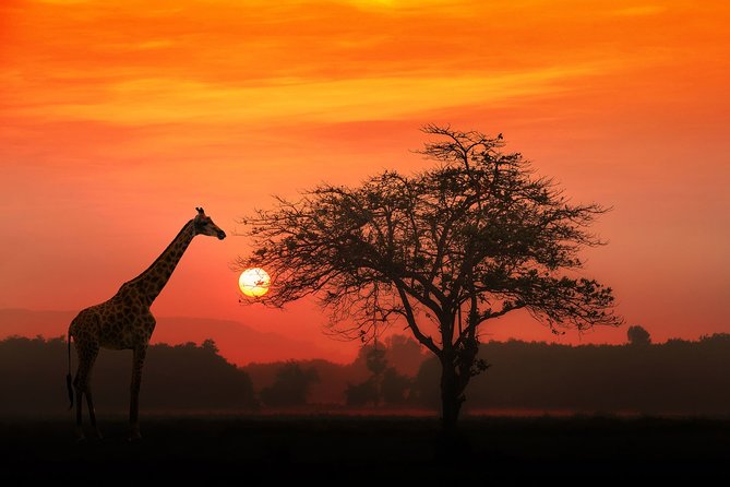 4-Day Basic Safari with Serengeti, Ngorongoro, & Tarangire - How this camping safari works, starting and ending in Arusha