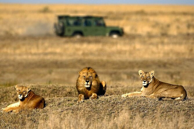4-Day Basic Safari with Serengeti, Ngorongoro, & Tarangire - Day 2 in Serengeti: gates, formalities, and afternoon timing for migration chances