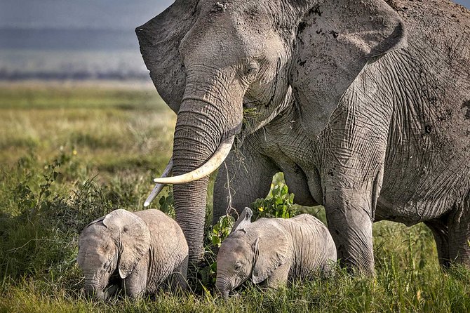 4-Day Basic Safari with Serengeti, Ngorongoro, & Tarangire - Sleeping in tents with meals handled for you: what that feels like in practice