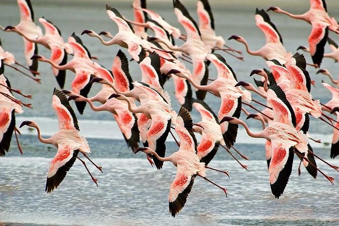 4-Day Basic Safari with Serengeti, Ngorongoro, & Tarangire - Price and value: what $1,745.56 buys you in real terms