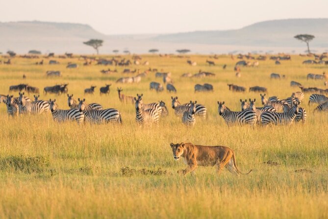 4-Day Budget Tarangire, Serengeti, Ngorongoro Safari Guided Tour - Key highlights to know before you go