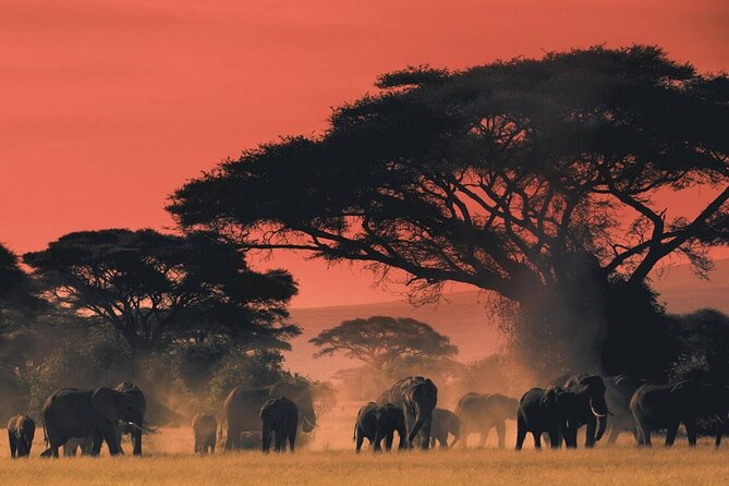 4-Day Budget Tarangire, Serengeti, Ngorongoro Safari Guided Tour - Your 6:00 am start and the small-group safari pace