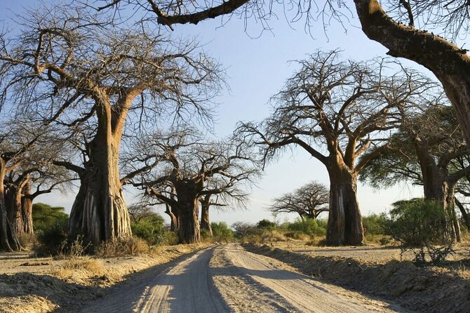 4-Day Budget Tarangire, Serengeti, Ngorongoro Safari Guided Tour - Ngorongoro Crater: the collapsed-volcano bowl and a real shot at Big Five sightings