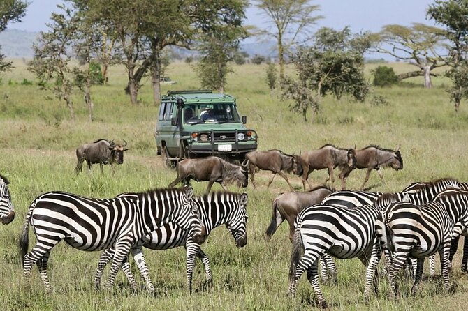 4-Day Budget Tarangire, Serengeti, Ngorongoro Safari Guided Tour - What sleep and meals feel like on a budget safari circuit