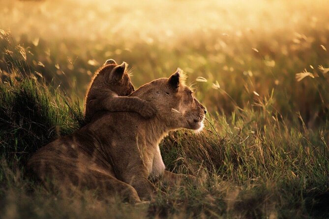 4-Day Budget Tarangire, Serengeti, Ngorongoro Safari Guided Tour - Guides, safety, and how to handle rainy-season odds