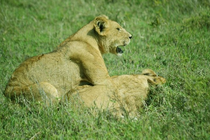 4-Day Camping on the Big Five Private Safari - Tarangire National Park: elephants first, then birds and predators