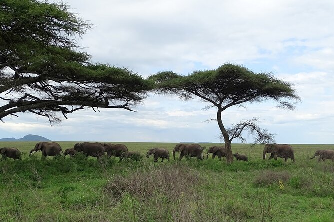 4-Day Camping on the Big Five Private Safari - Olduvai Gorge and timing that protects your morning energy