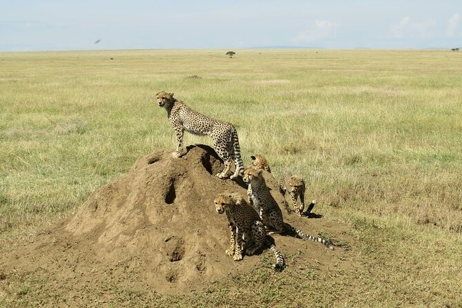 4-Day Camping on the Big Five Private Safari - Ngorongoro Crater: early descent for dense wildlife, including black rhino