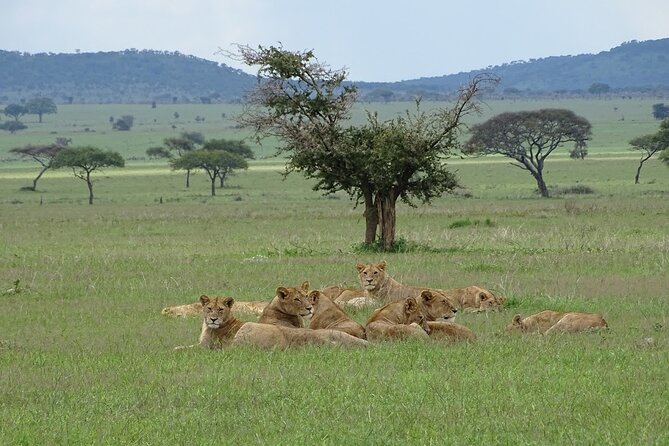 4-Day Camping on the Big Five Private Safari - Price and value: what $1,436 covers, and what you still need to plan