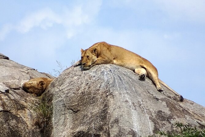4-Day Camping on the Big Five Private Safari - Why the guide makes or breaks this safari