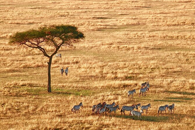 4-Day Camping on the Big Five Private Safari - Serengeti entry via Naabi Hill Gate, then plains that go on forever