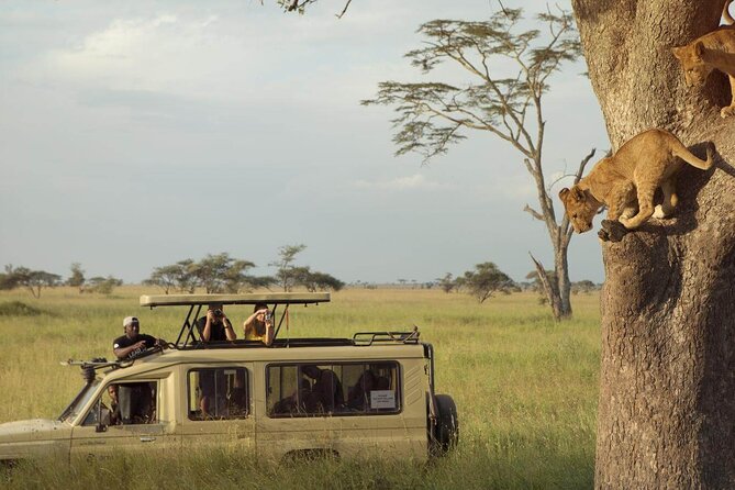 4 Day Great Migration Safari Serengeti & Ngorongoro Crater - Why This 4-Day Great Migration Safari Works for Limited Time