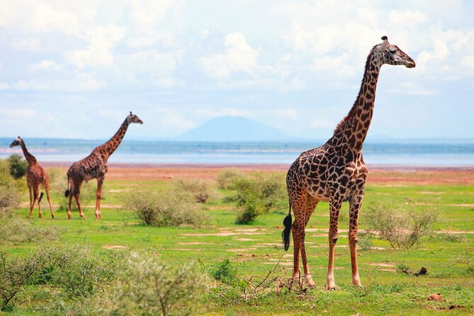 4 Day Great Migration Safari Serengeti & Ngorongoro Crater - Day 3: More Serengeti Wildlife, Then Overnight Near Ngorongoro