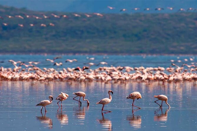 4 Day Great Migration Safari Serengeti & Ngorongoro Crater - Comfort Level: Mid-Range Lodges and the Reality of Safari Nights