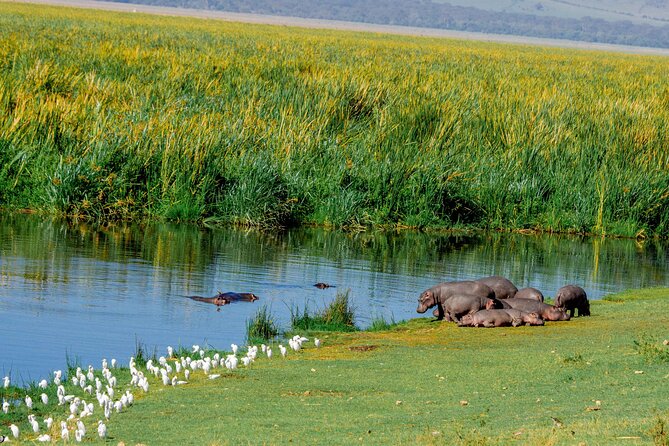 4-Day Group Joining Safari in Tanzania | Shared Safari - Why This 4-Day Shared Safari Hits Tarangire, Serengeti, and Ngorongoro