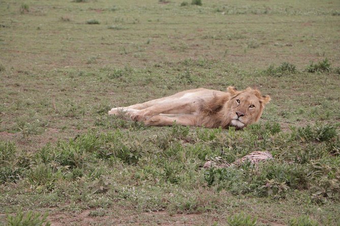4-Day Group Tour to Tarangire, Serengeti, Ngorongoro - Lodge - Day 1 in Tarangire: elephants, picnic lunch, and Eileens Trees Inn Lodge