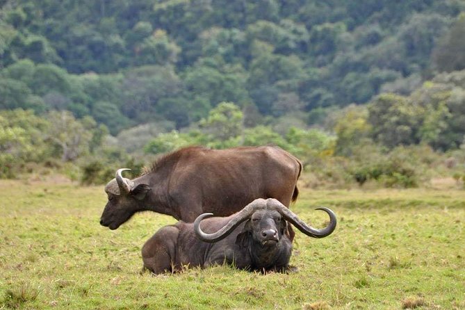 4-Day Group Tour to Tarangire, Serengeti, Ngorongoro - Lodge - Lodges and food: comfort without losing the wild feel