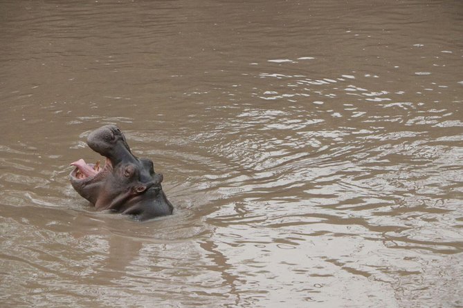 4-Day Group Tour to Tarangire, Serengeti, Ngorongoro - Lodge - Day 4 in Ngorongoro crater: the floor drive, Ngoitoktok Spring picnic, and return via Mto wa Mbu