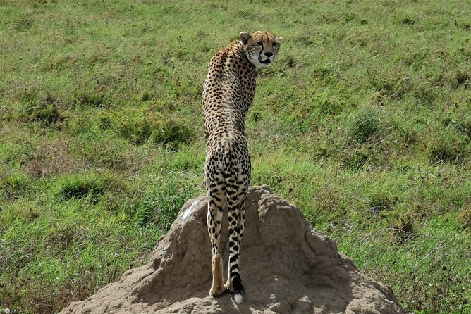 4-Day Lodge Private Tour to Tarangire, Serengeti and Ngorongoro - The route that makes 4 days feel like a lot