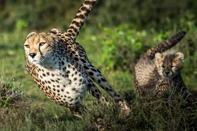 4-Day Majestic Group Tour in Safari - Arusha: where your safari actually starts (before the first game drive)