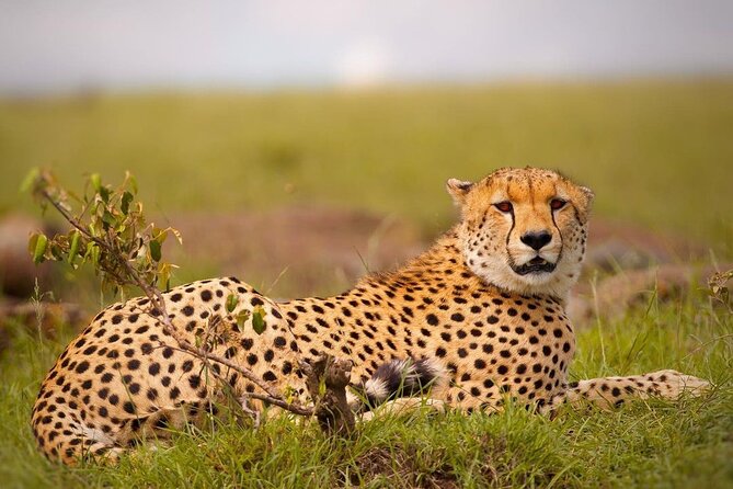 4-Day Majestic Group Tour in Safari - Lake Manyara day: climbing-tree lions, hot springs, and Maasai culture