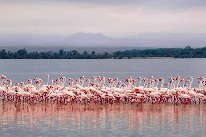 4-Day Majestic Group Tour in Safari - FAQ