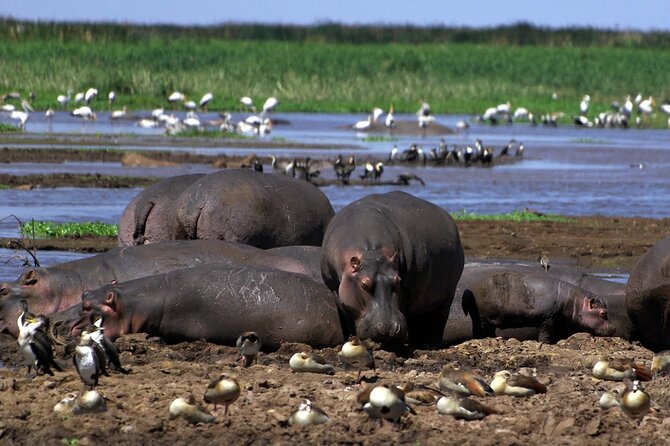 4-Day Manyara Serengeti and Ngorongoro Wonders Budget Safari Tour - Serengeti Day Two: Early Spotting Logic and Staying in the Action