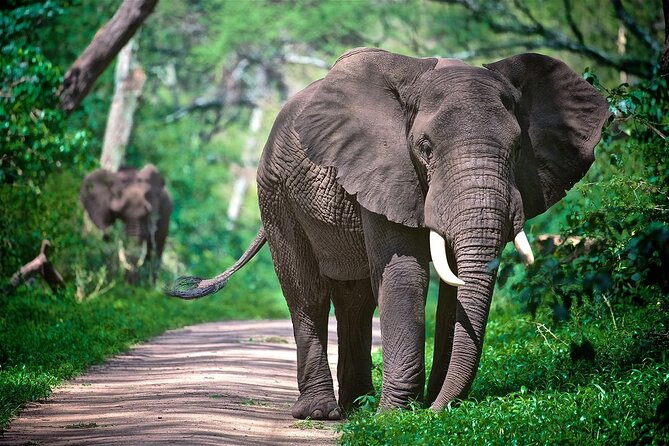 4-Day Manyara Serengeti and Ngorongoro Wonders Budget Safari Tour - Price and Value: Is $903 a Smart Deal for Four Days?