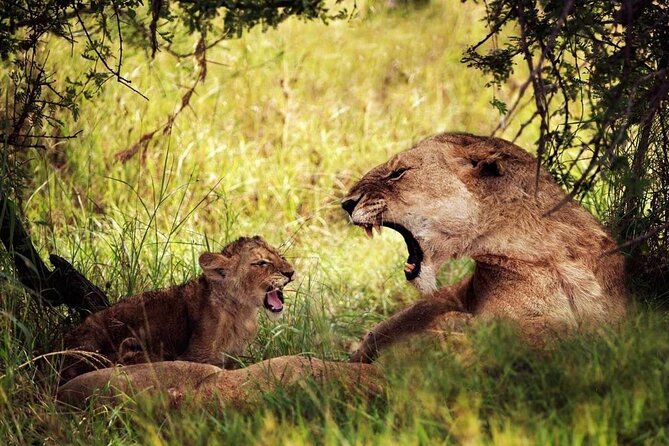4-Day Manyara Serengeti and Ngorongoro Wonders Budget Safari Tour - Arusha Pickup, Small-Group Safari Jeep, and the Guide-Chef Team