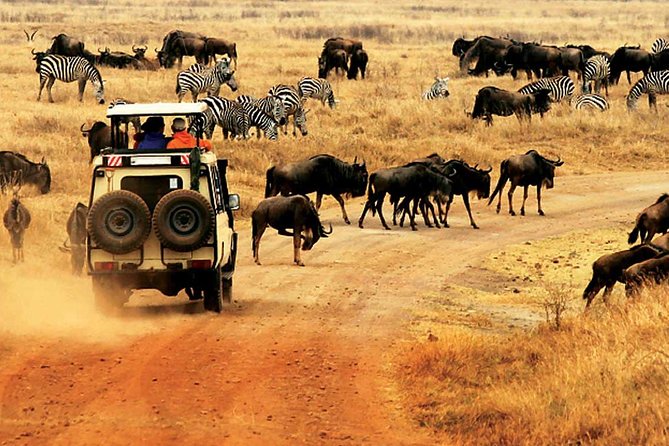 4 Day Mid-range Private Roundtrip Flying from Zanzibar - Day 1: Zanzibar to Seronera, Camp Check-In, and Your First Big-Cat Chances