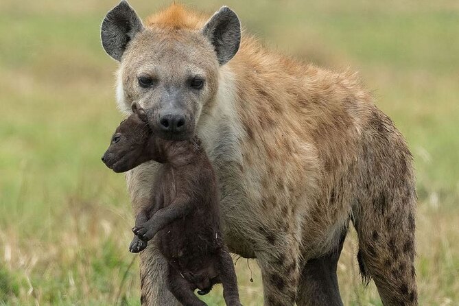 4-Day Northern Tanzania Camping Tour Safari - Day-by-Day: Arusha, Tarangire, Serengeti, Ngorongoro