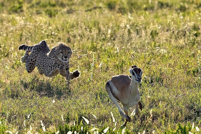 4-Day Northern Tanzania Camping Tour Safari - Ngorongoro Crater: Big Five Concentration and Flamingo Lunches