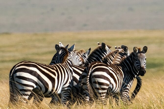 4-Day Northern Tanzania Camping Tour Safari - Camping-Style Comfort: What Is Actually Included