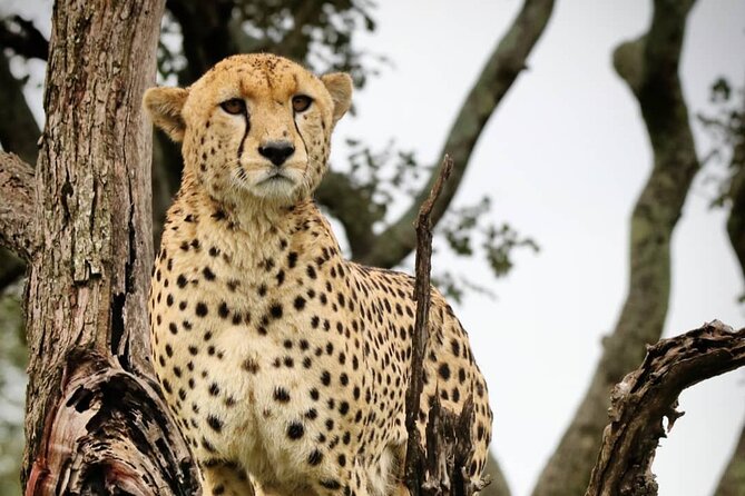 4-Day Northern Tanzania Camping Tour Safari - Pickup, Group Size, and Your Guide Team
