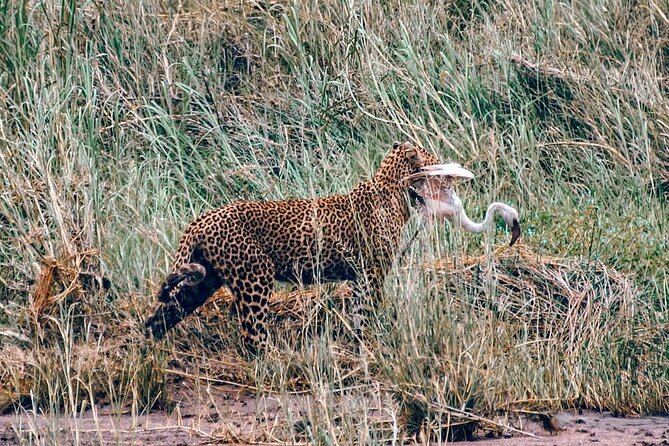 4-Day Northern Tanzania Camping Tour Safari - Where Lake Manyara Fits In