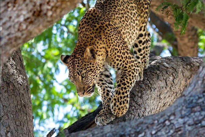 4-Day Private Lake Natron and Serengeti Wildlife Safari - Key highlights worth getting excited about