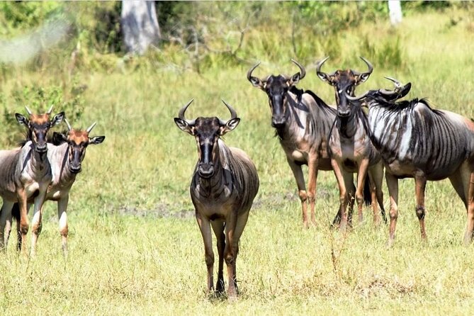 4-Day Private Lake Natron and Serengeti Wildlife Safari - Why this circuit works: Natron, Serengeti, Ngorongoro, and Manyara