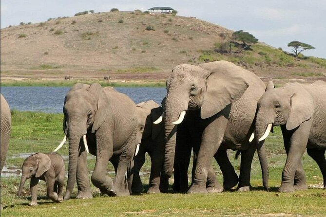 4-Day Private Lake Natron and Serengeti Wildlife Safari - Day 3 Ngorongoro Crater: caldera country and black rhino possibility