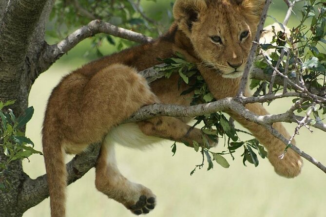 4-Day Private Lake Natron and Serengeti Wildlife Safari - Price and value: what $1,600 per person buys you