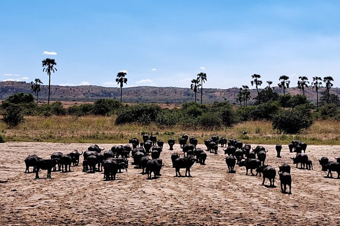 4-Day Private Lake Natron and Serengeti Wildlife Safari - What you should watch for on safari days (so nothing feels like a surprise)