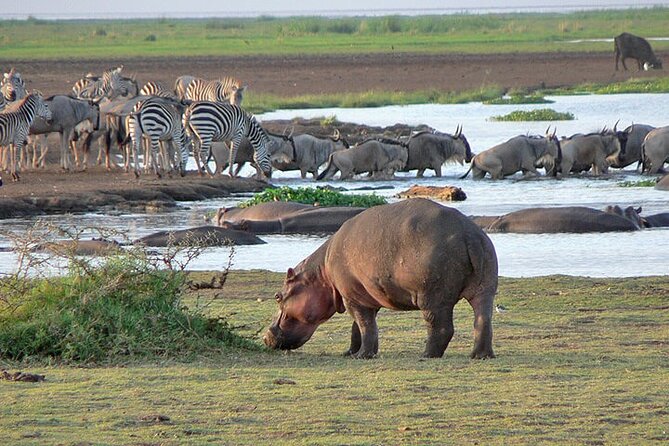 4 Day Private Tour Throughout Tarangire, Serengeti and Ngorongoro - Key Highlights at a Glance