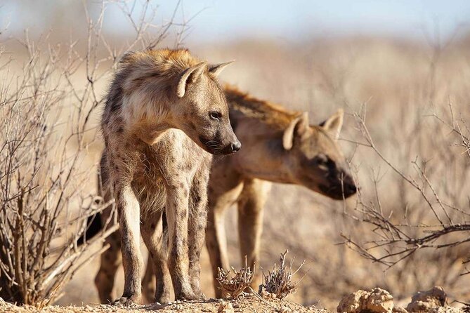 4 Day Private Tour Throughout Tarangire, Serengeti and Ngorongoro - Serengeti Game Drives With Picnic Lunches: Migration Timing Matters