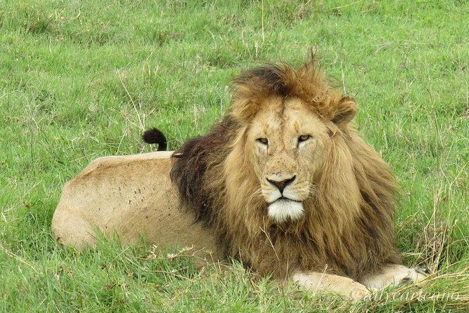 4-Day Safari from Arusha: Tarangire, Serengeti and Ngorongoro - Why this Arusha safari route makes sense in 4 days
