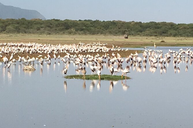 4-Day Safari from Arusha: Tarangire, Serengeti and Ngorongoro - Day 2: Serengeti National Park via Karatu, then Seronera for afternoon drives