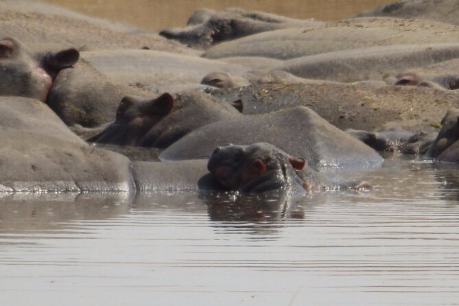 4-Day Safari from Arusha: Tarangire, Serengeti and Ngorongoro - Day 4: Ngorongoro Crater rim to crater floor, black rhino and predators