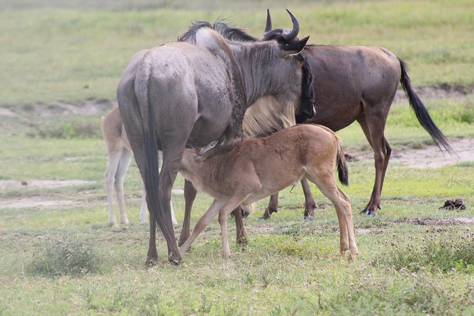 4-Day Safari in Tarangire, Serengeti & Ngorongoro (Mid-range) - Arusha pickup and first game drives in Tarangire National Park