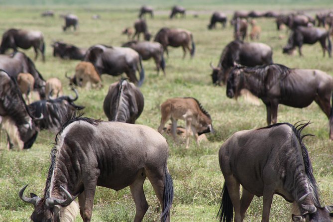 4-Day Safari in Tarangire, Serengeti & Ngorongoro (Mid-range) - Serengeti day two: second location, more chances, more variety