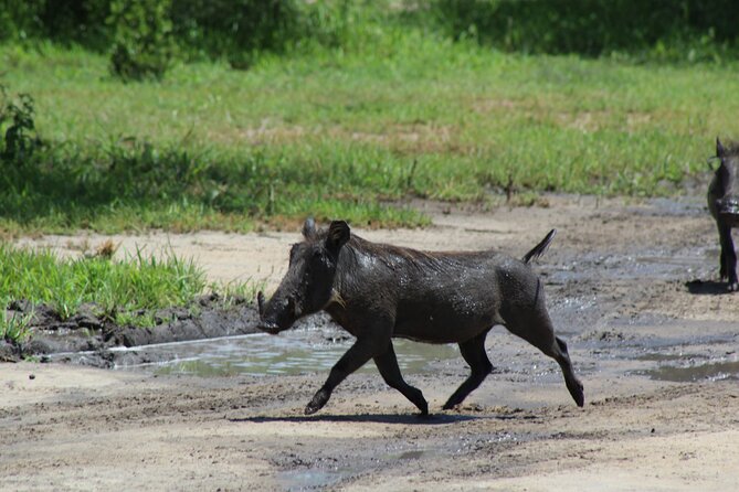4-Day Safari in Tarangire, Serengeti & Ngorongoro (Mid-range) - Ngorongoro Crater on the calendar: early drives and pop-up safari vehicles